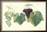 Grape Ensemble I