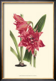 Buy Amaryllis Blooms III at AllPosters.com