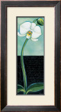 Buy White Orchid at AllPosters.com