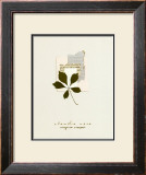 Virginia Creeper