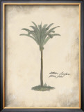 Buy Fibres Palm at AllPosters.com