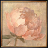 Sweet Peony