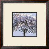 Buy Spring Blossom I at AllPosters.com