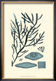 Buy Azure Seaweed III at AllPosters.com