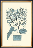 Buy Azure Seaweed II at AllPosters.com