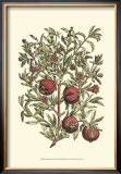 Buy Pomegranate Tree Branch at AllPosters.com