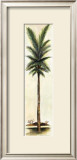 Palm III