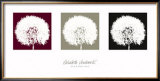 Buy Dandelion at AllPosters.com