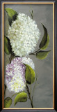 Hortensia Ideal II