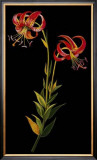 Exotic Beauty II