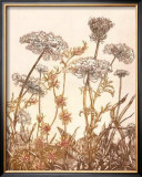 Buy Field of Lace I at AllPosters.com