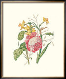 Narcissus with Red Rose
