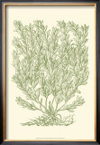 Buy Mossy Branches II at AllPosters.com