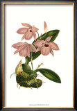 Buy Blushing Orchids III at AllPosters.com