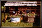 Buy Pumphouse Pansies at AllPosters.com