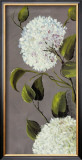 Hortensia Ideal I