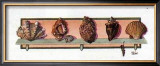 Buy Collection of Shells II at AllPosters.com