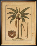 Buy Cocoa Nut Palm at AllPosters.com