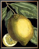 Fragrant Citrus II