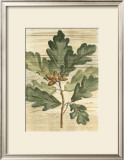 Buy Weathered Maple Leaves I at AllPosters.com