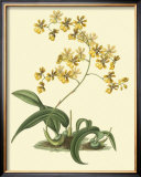 Buy Antique Orchid Study I at AllPosters.com