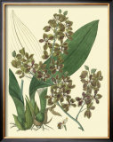 Buy Antique Orchid Study III at AllPosters.com