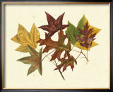 Buy Tulip Tree, Sweet Gum and Scarlet Oak at AllPosters.com