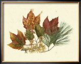 Buy Red Maple, Tamarack and White Pine at AllPosters.com