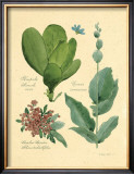 Buy Rainforest Collection III at AllPosters.com