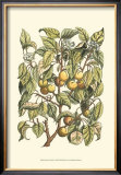 Buy Apricot Tree Branch at AllPosters.com