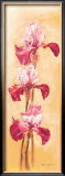 Buy Ardent Iris at AllPosters.com