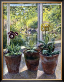 Buy Four Pots of Auriculas at AllPosters.com