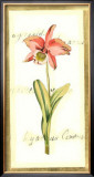 Transitional Orchid I