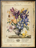 Iris Framed Art Print
