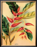 Buy Heliconia at AllPosters.com
