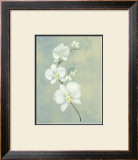 Buy Powder Blue Orchid at AllPosters.com