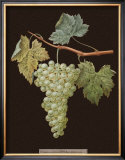 Buy Brookshaw White Grapes at AllPosters.com
