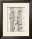 Buy Daisies at AllPosters.com