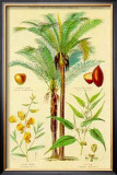 Buy Plants Used in Clothing at AllPosters.com