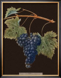Buy Brookshaw Purple Grapes at AllPosters.com