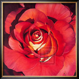 Buy Spanish Rose at AllPosters.com