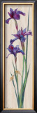 Buy Iris Panel II at AllPosters.com