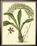 Buy Antique Orchid Study IV at AllPosters.com