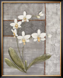 Buy Orchid Shimmer II at AllPosters.com