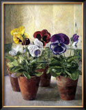 Buy Pansies in Flower Pots at AllPosters.com