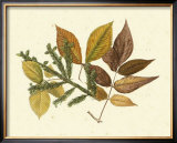 Buy Elm, Spruce, Beech and Ash at AllPosters.com