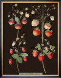 Buy Brookshaw Strawberries at AllPosters.com