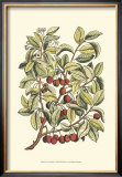 Buy Cherry Tree Branch at AllPosters.com