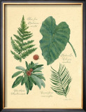 Buy Rainforest Collection IV at AllPosters.com