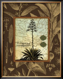 Buy C. Capsolorum at AllPosters.com